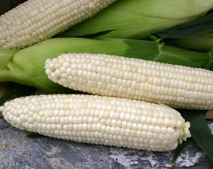 White corn